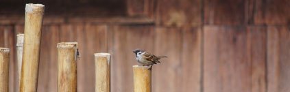 sparrow